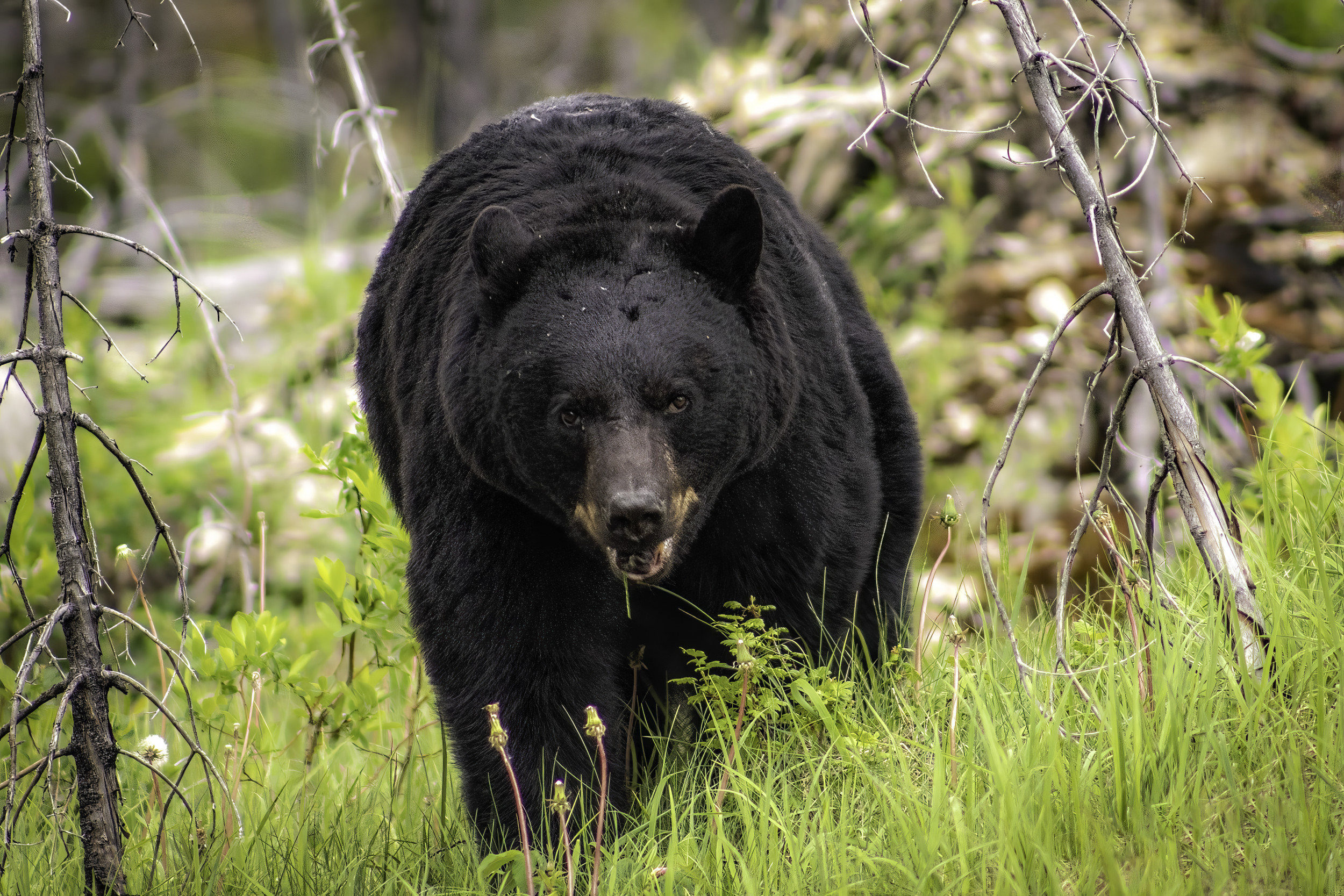 Lonely, Emaciated Bear That Lost Its Mom Dies after Tranquilizer Shot