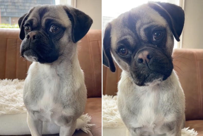 Nola the "retro pug"