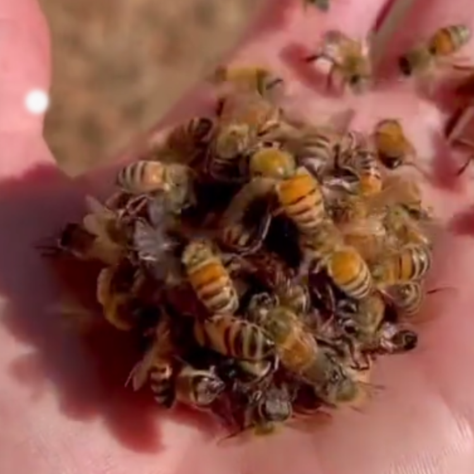 What Happens if the Queen Bee Dies?- Carolina Honeybees