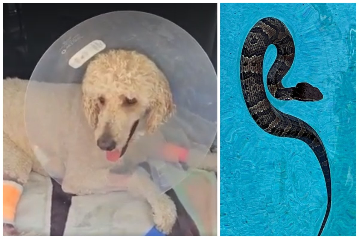 Dog bitten by snake