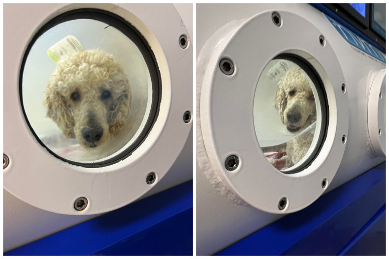 Dog in hyperbaric chamber