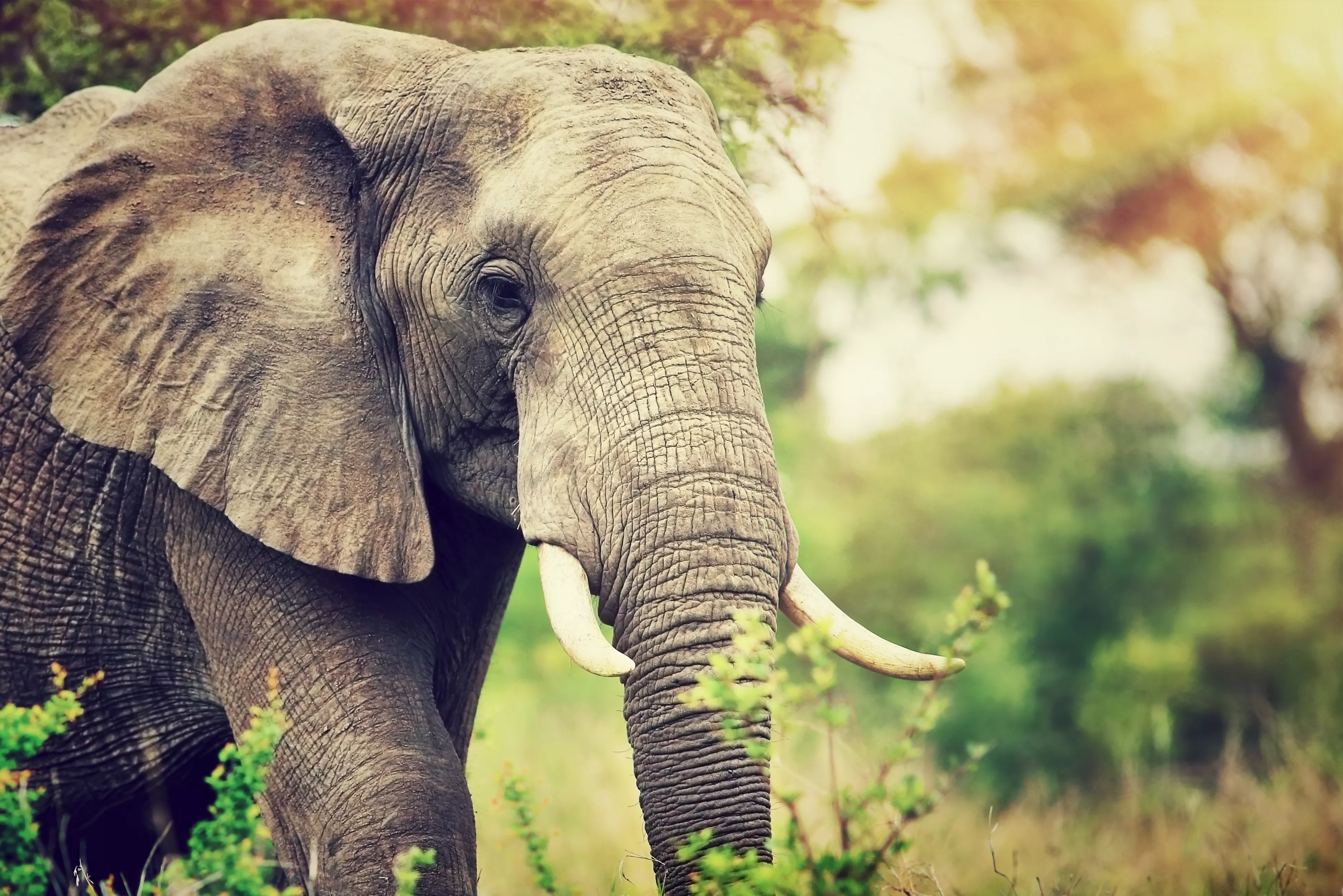 Graveyard of Extinct Elephants From 5 Million Years Ago Found in Florida - Vimarsana News