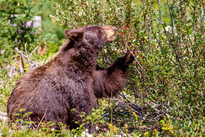 black bear berries