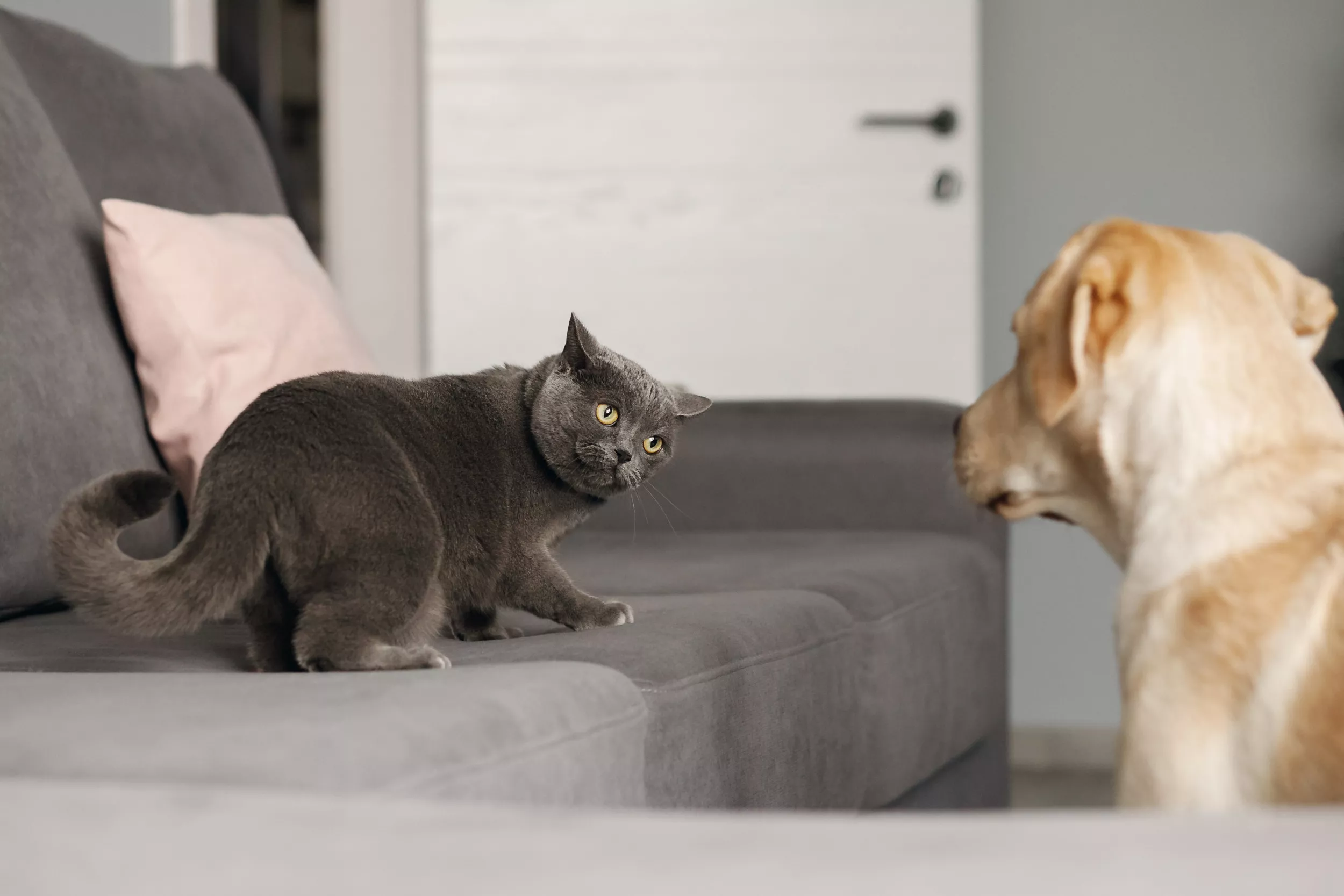 Laughter as Cat Repeatedly Attacks Golden Retriever Brother Without Warning - Vimarsana News