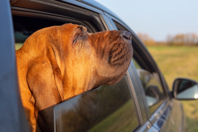 Bloodhound coller le nez à travers la fenêtre de la voiture