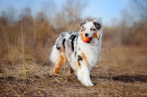 Which Global Dog Breed Is Your Perfect Match? This Factor Is Key