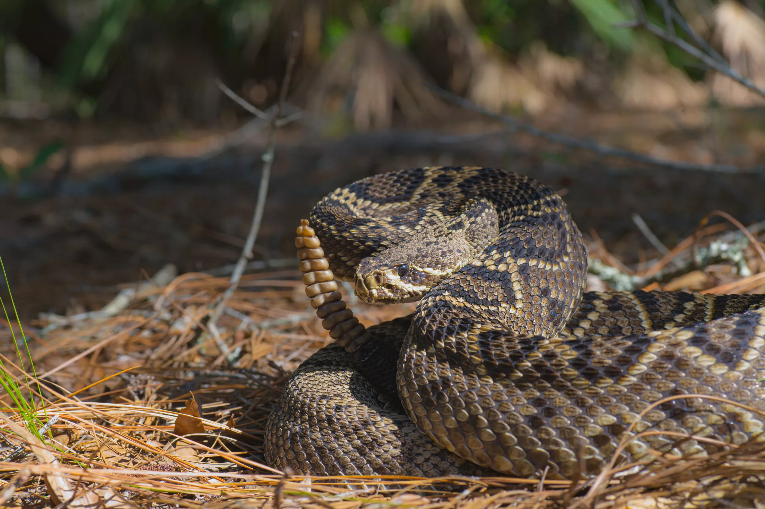 Freak Snake Attack Leaves Florida Woman Having to Learn to Walk Again - Vimarsana News
