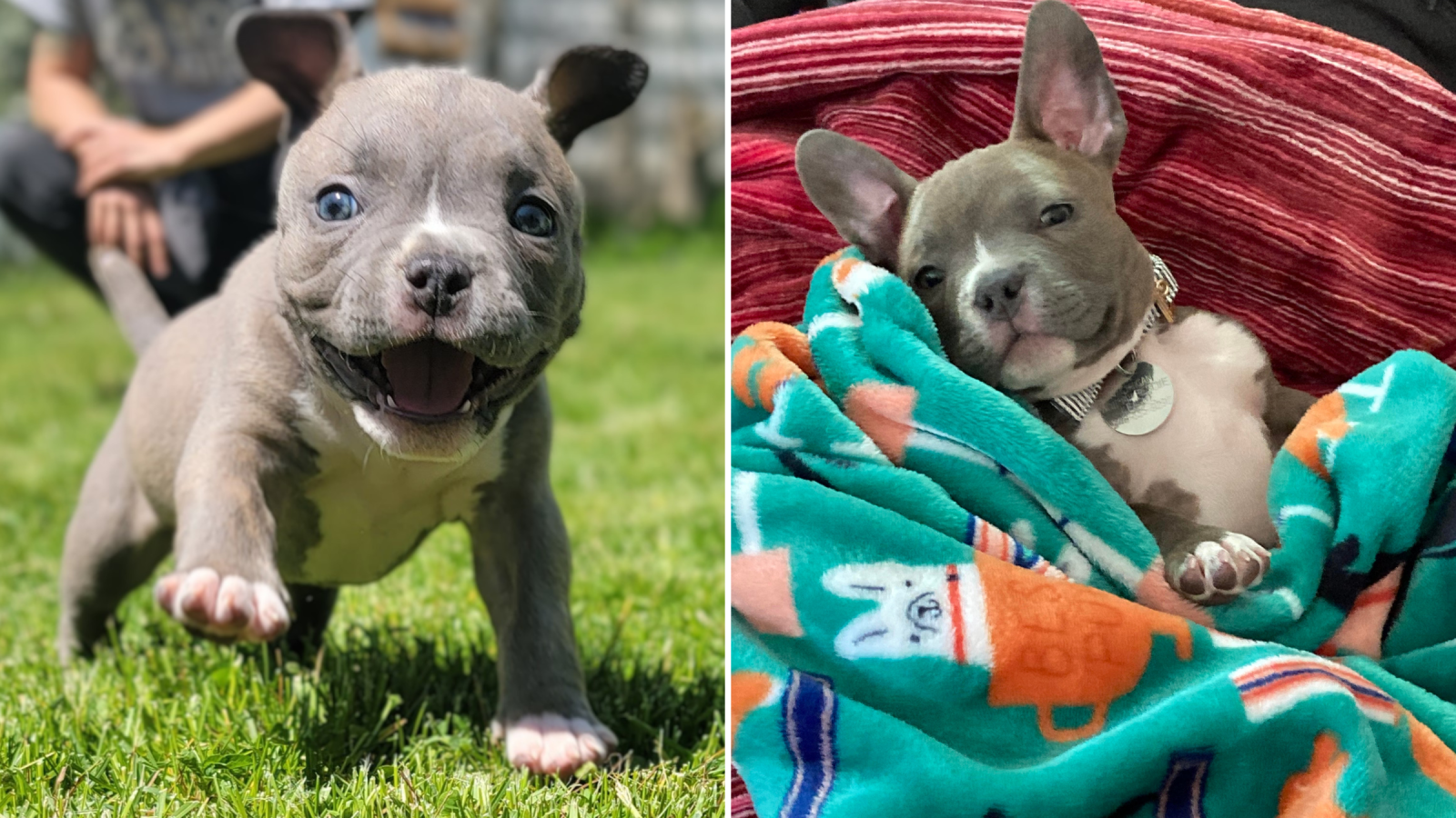 Heartbreaking Reason 5 Week Old Pit Bull Puppy Was Surrendered to