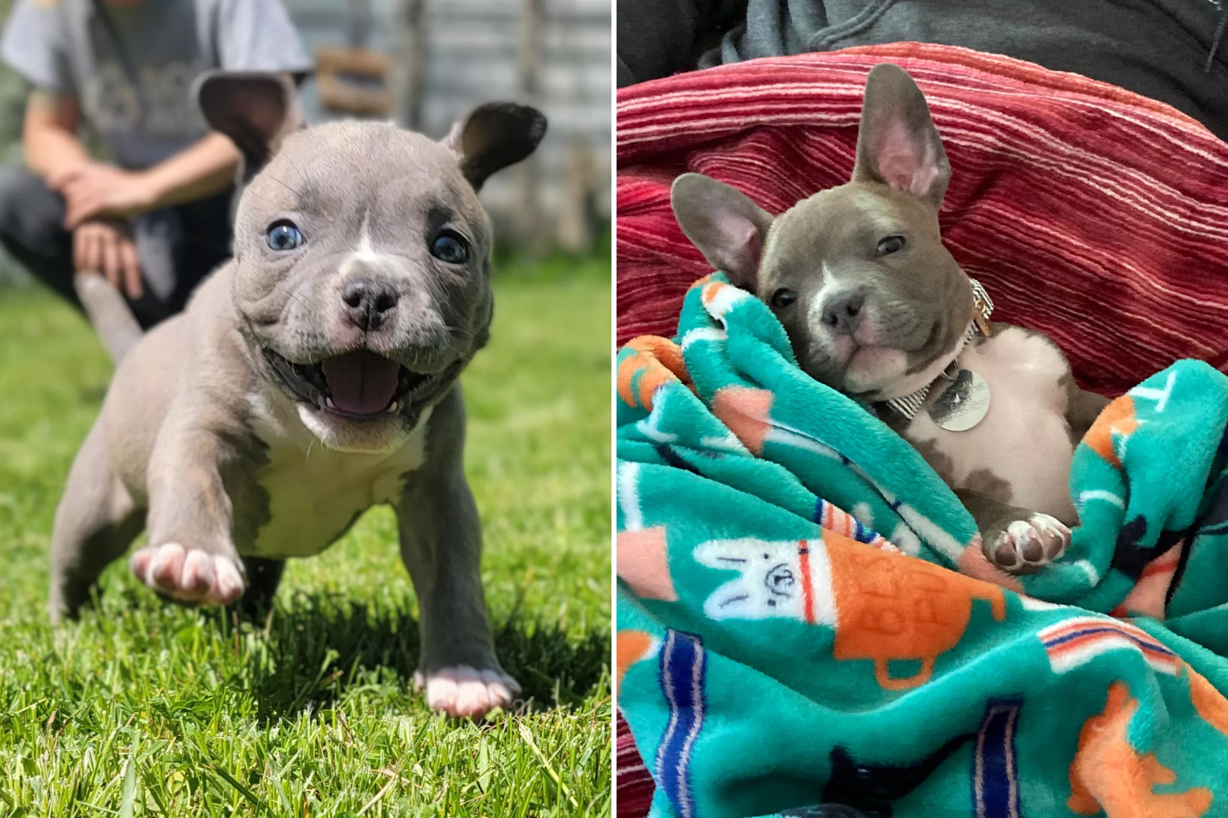 Baby Pitbull Puppies