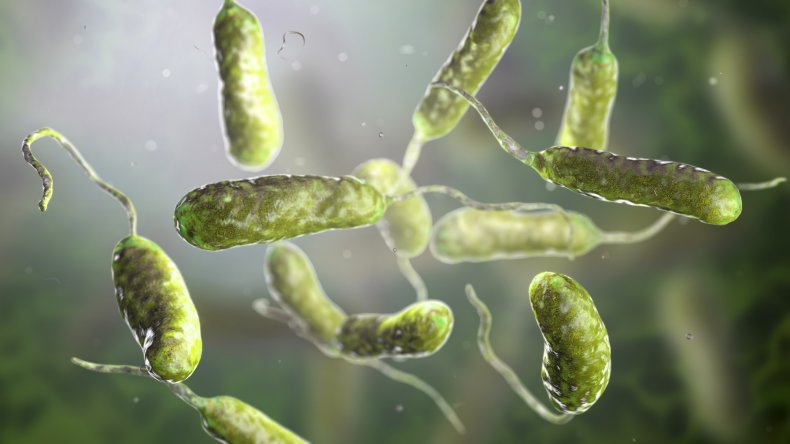 vibrio vulnificus