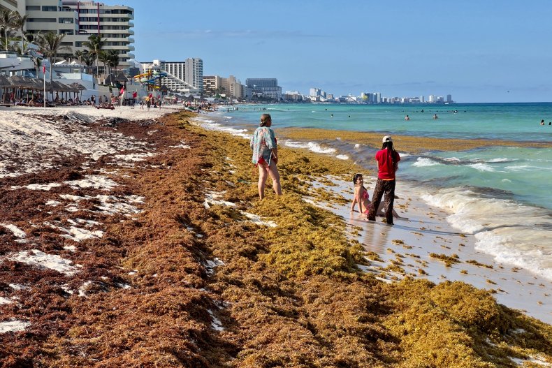 mexican sargassum