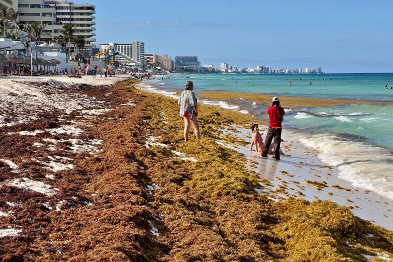 sargassum mexico