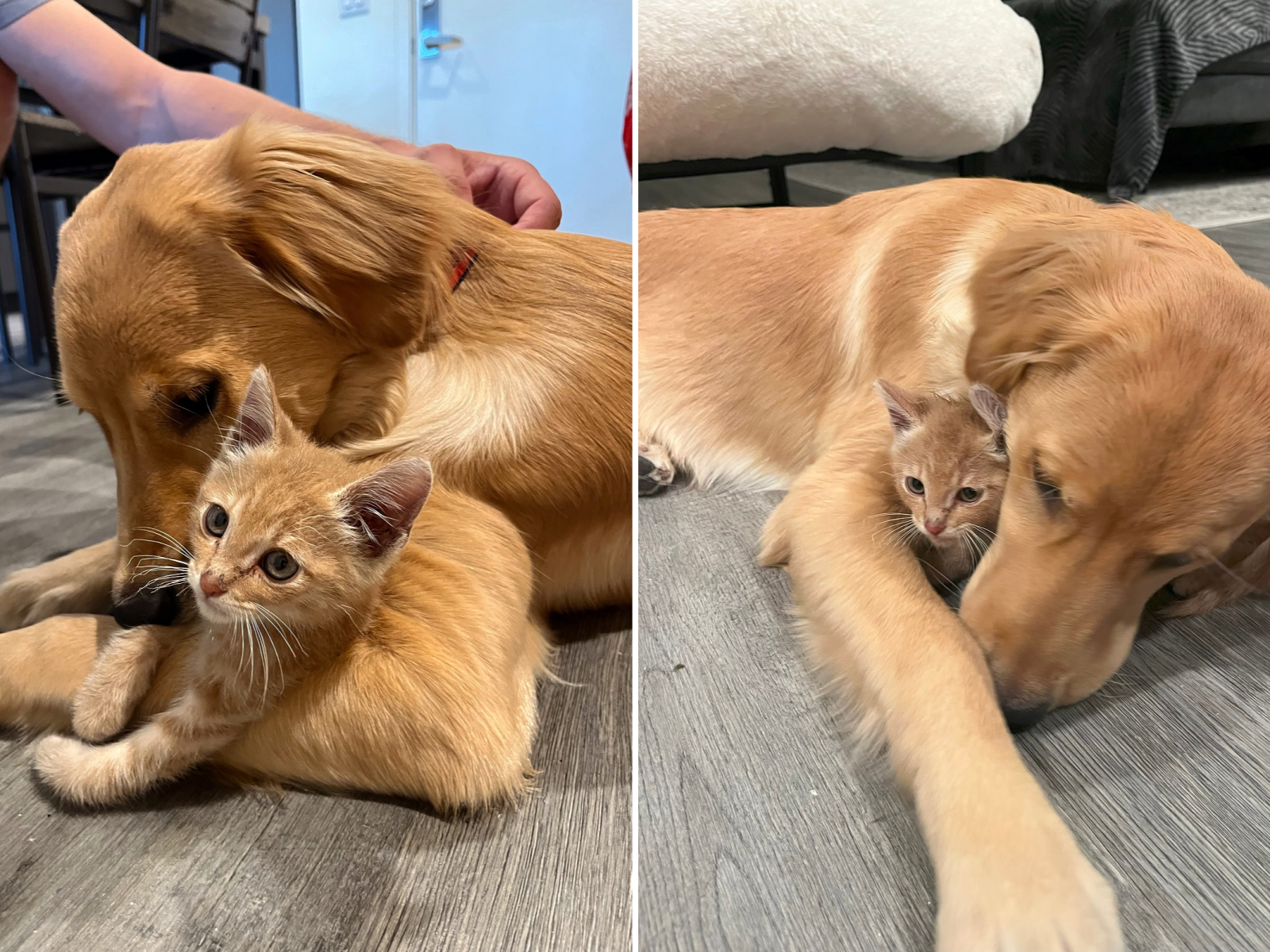 Puppy babysitter online near me