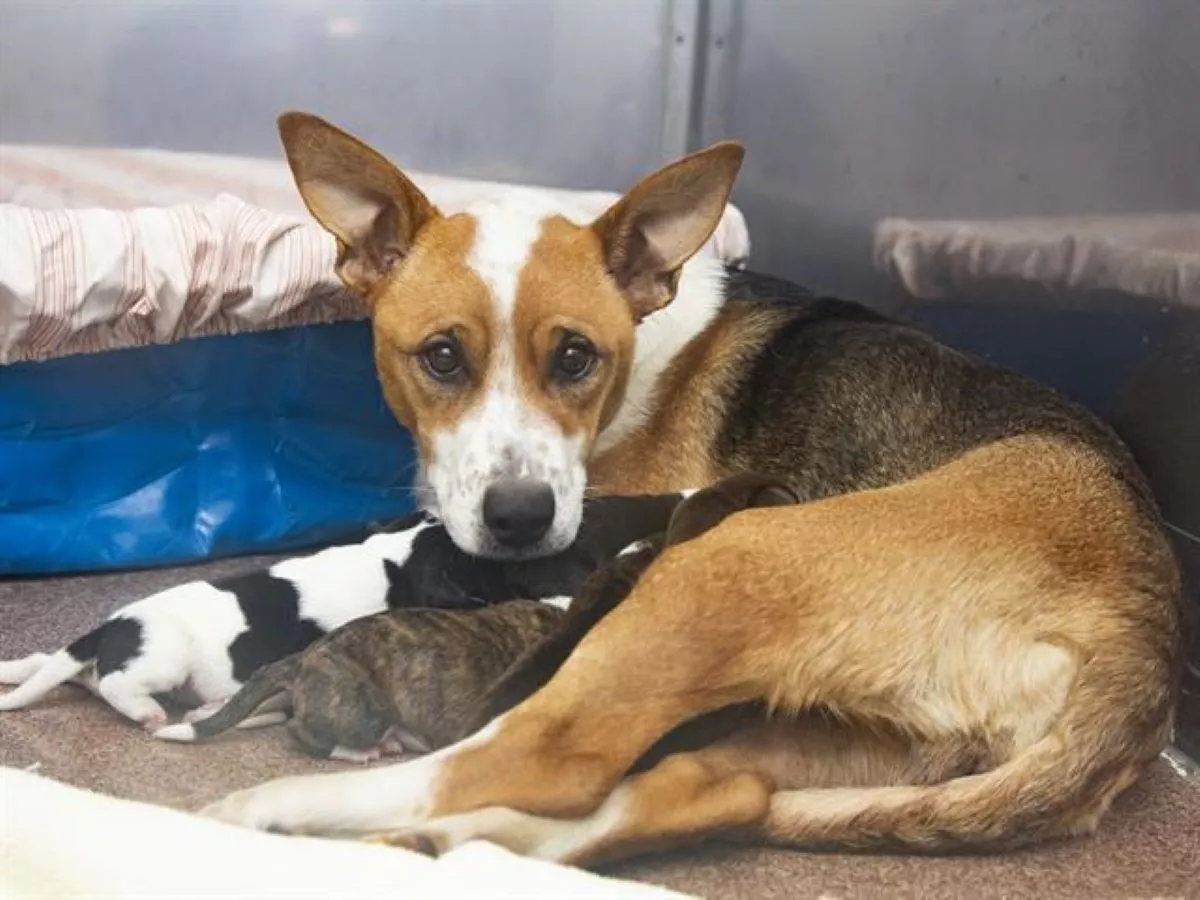 Pregnant Dog Survives Venomous Rattlesnake Bite, Gives Birth to 7 Puppies - Vimarsana News