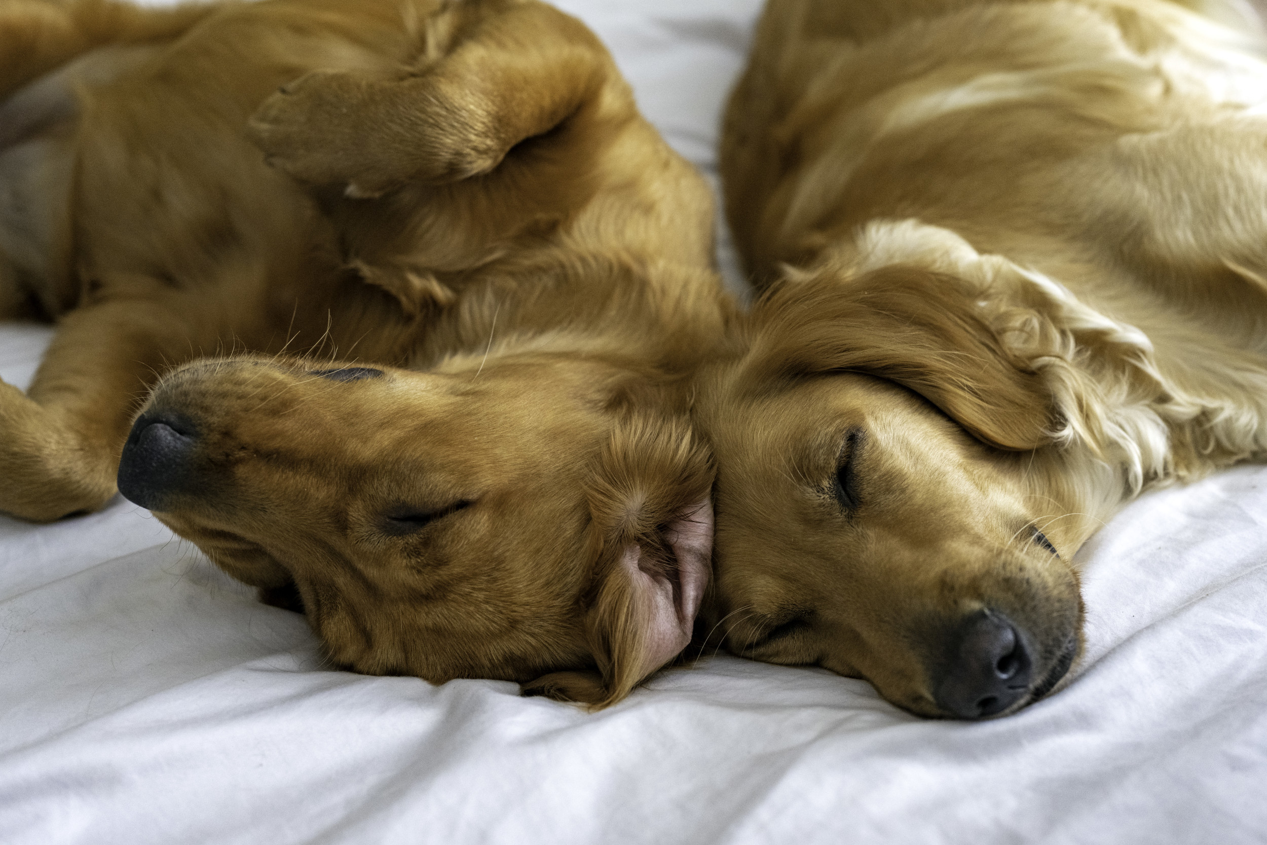 Golden retriever best sale separation anxiety