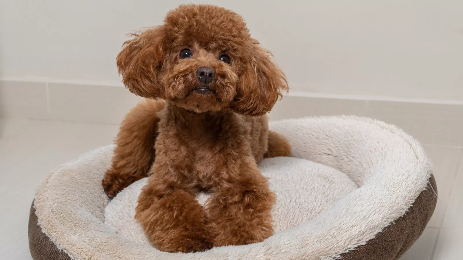 Toy top poodle bed