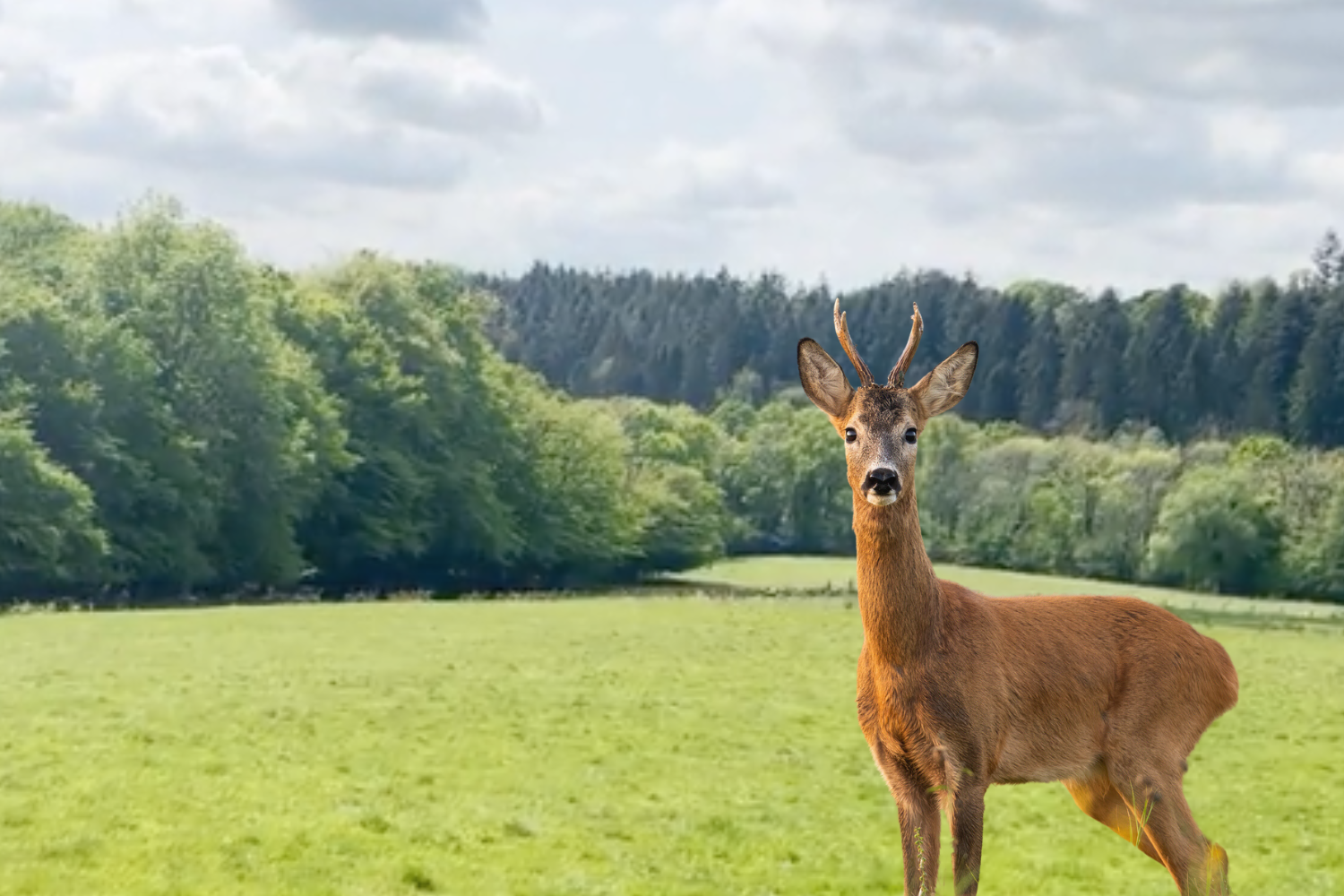 Teen Stumbles Upon Hundreds Of Deer Running Through Forest