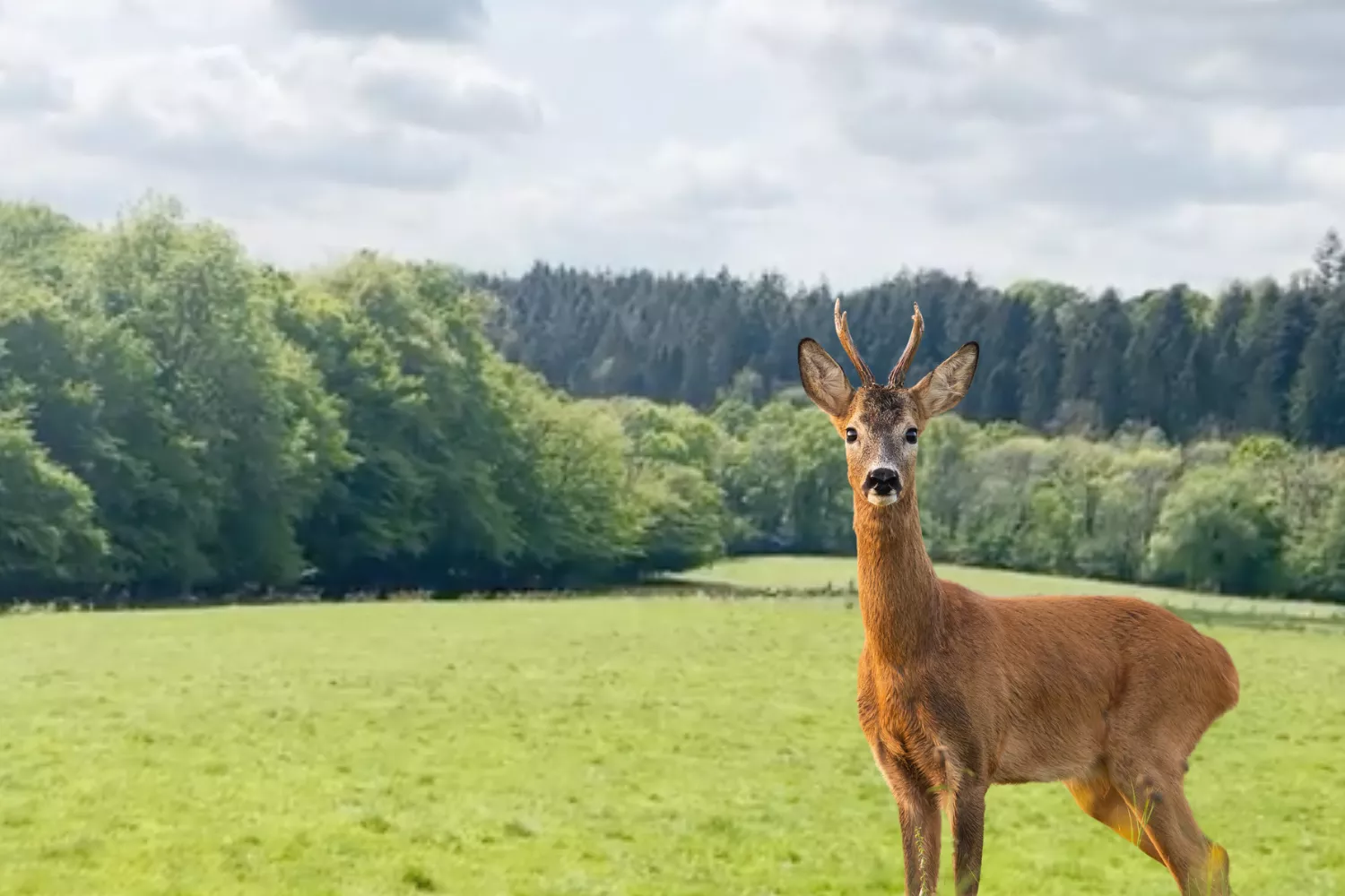 Teen Stumbles Upon Hundreds Of Deer Running Through Forest - Vimarsana News