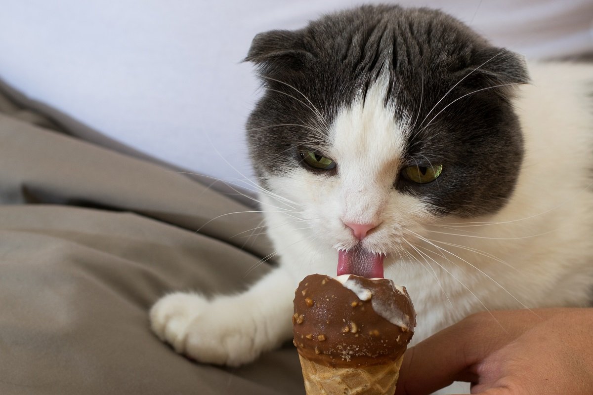 https://d.newsweek.com/en/full/2241179/cat-trying-ice-cream-cone.jpg?w=1200&f=92ae9b9f5bea21e80d7231b56536a32f