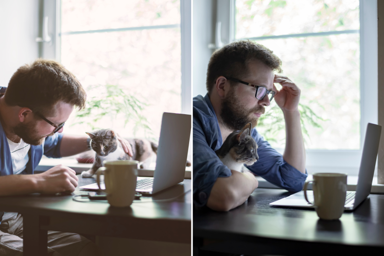 A cat interrupting a man's virtual meeting.