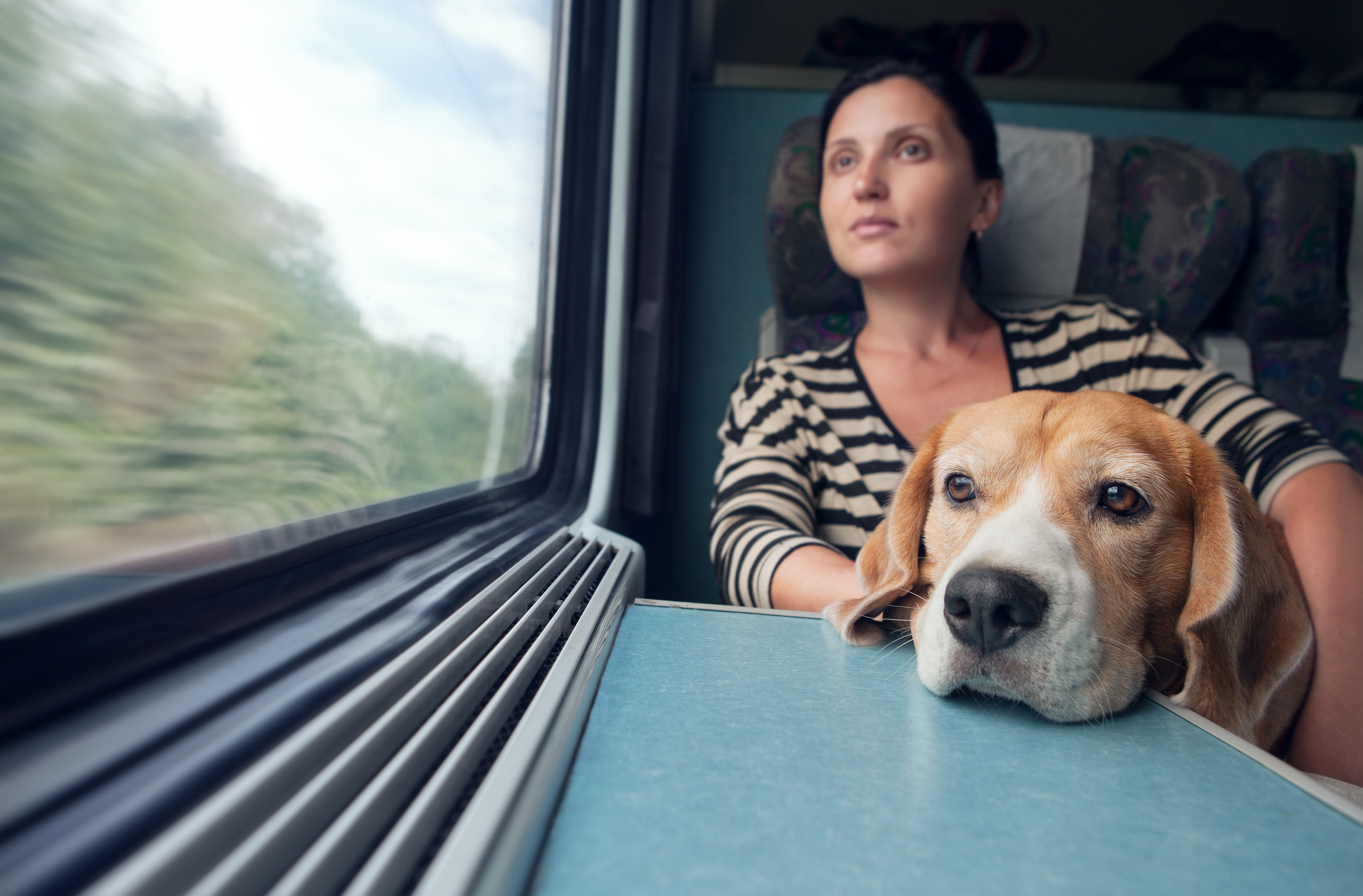 Как провезти собаку в поезде. Животные в поезде. Путешествие с домашними животными. Собака в поезде. Путешествие с питомцем.