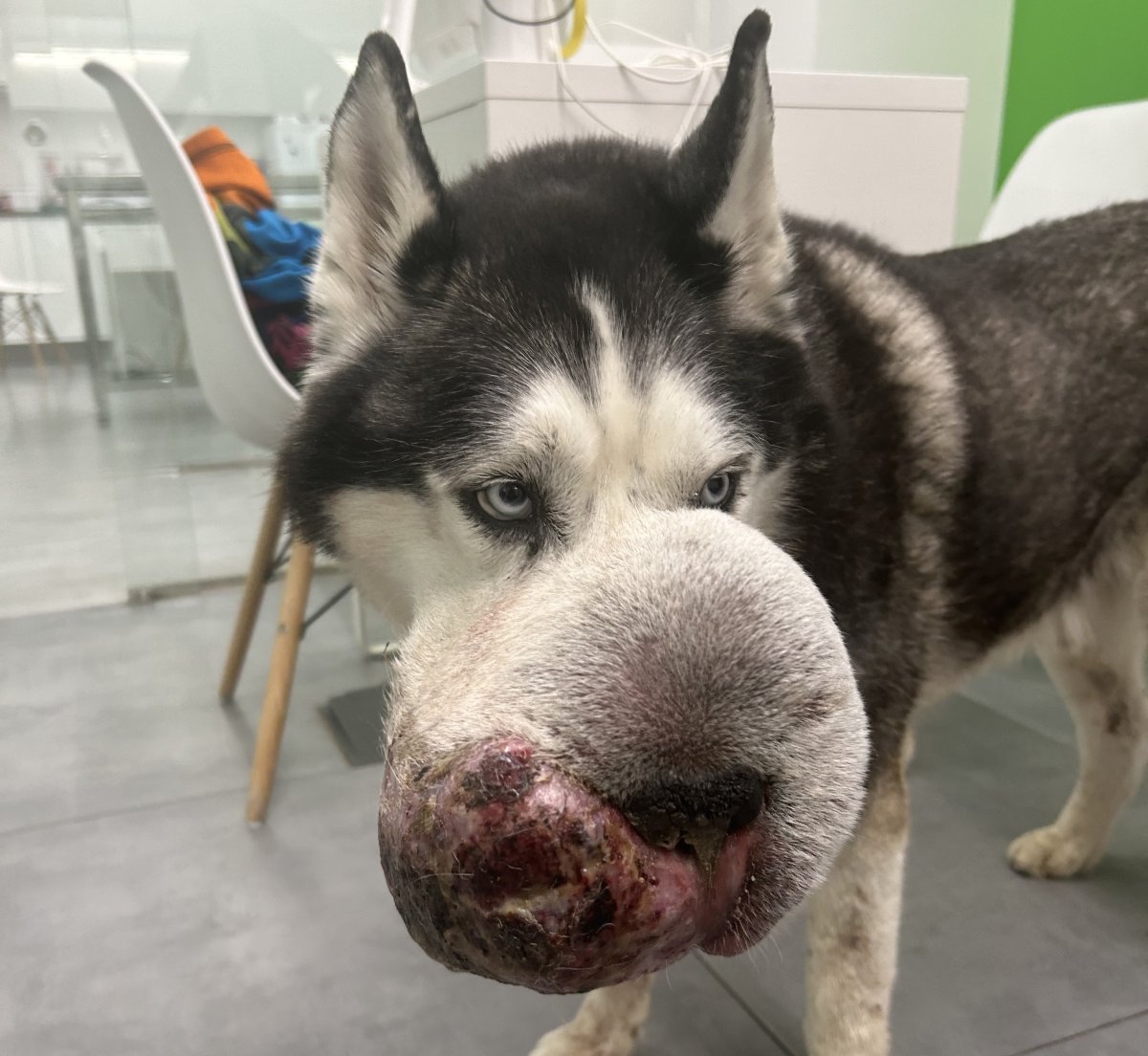 Siberian husky with a large tumor