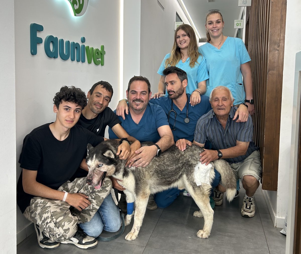 Siberian husky with his veterinary team