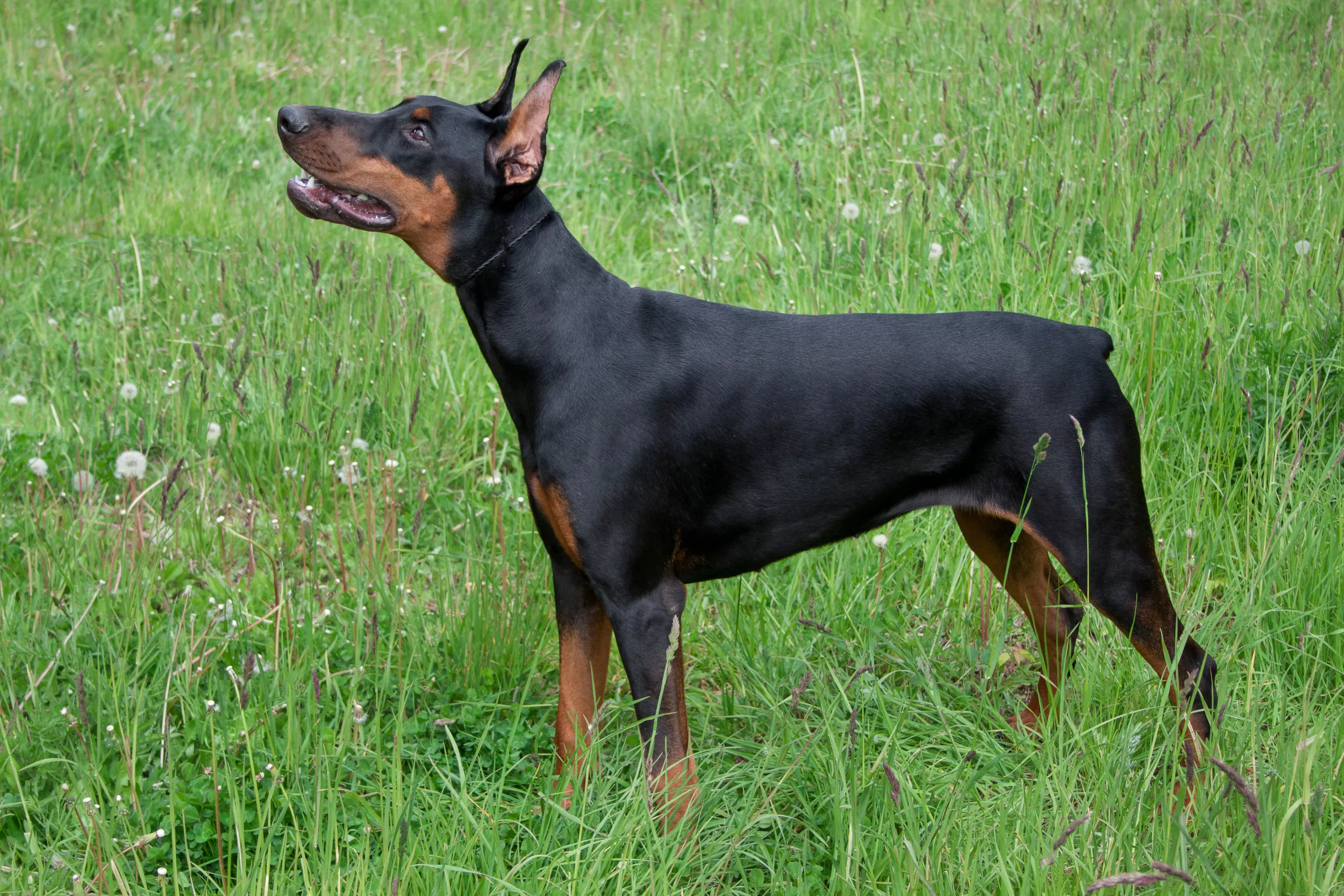 A Tail Wagging Tale Exploring the Dachshund Doberman Mix