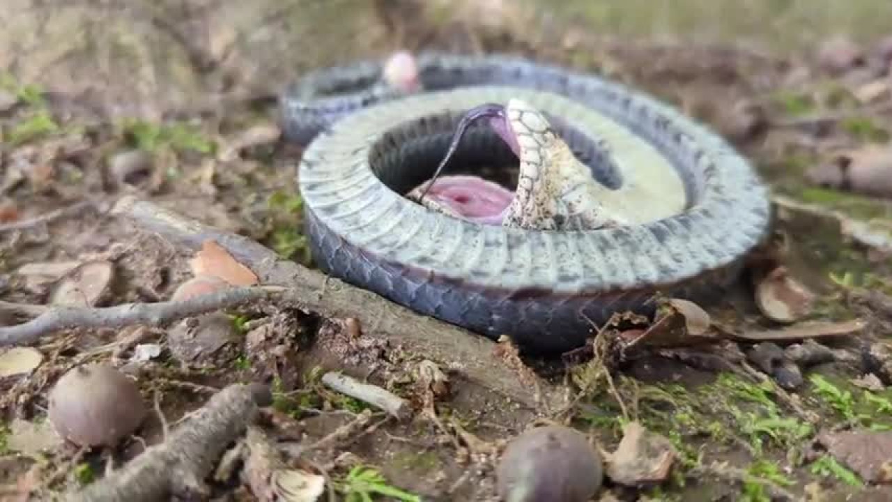 Snake Fearing for Its Life Filmed Playing Dead: 'Impressive Theatrics