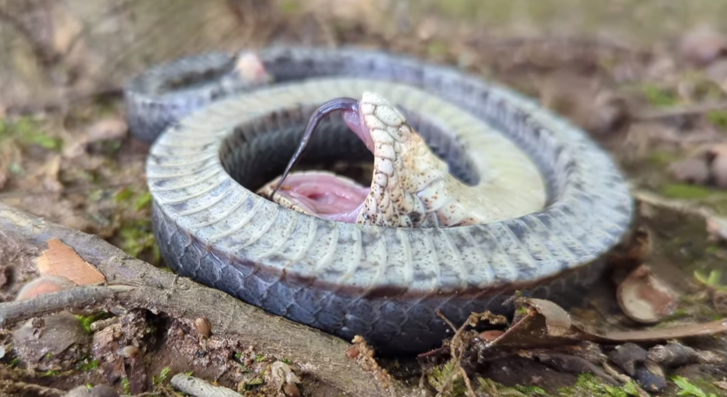 Hognose Snake Doesn't Play Dead Anymore - Reptiles Magazine