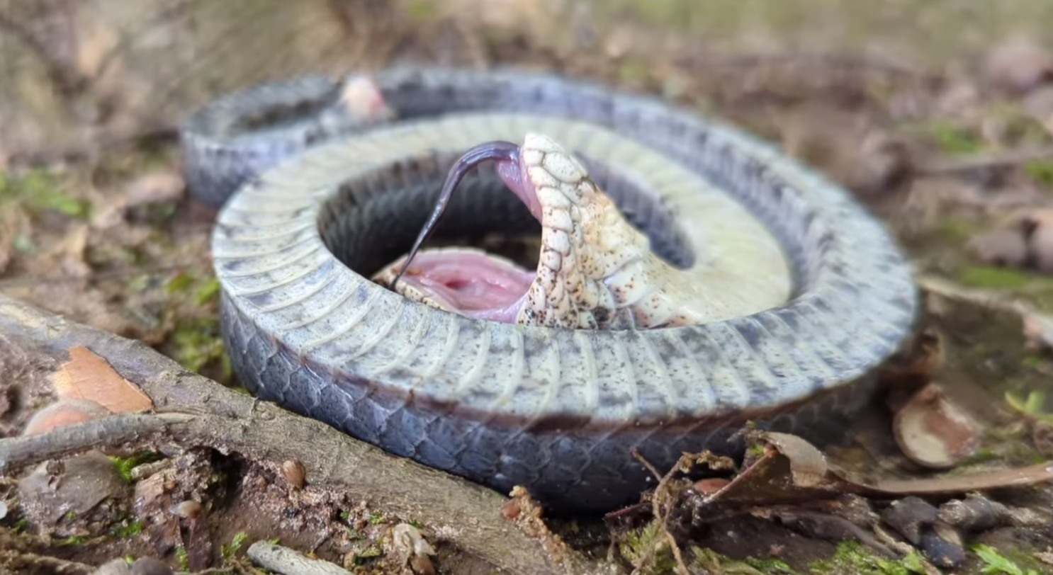 Hognose snake playing dead in a field