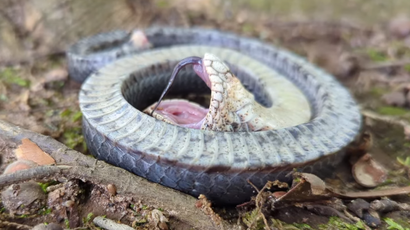 Snake Fearing for Its Life Filmed Playing Dead: 'Impressive Theatrics