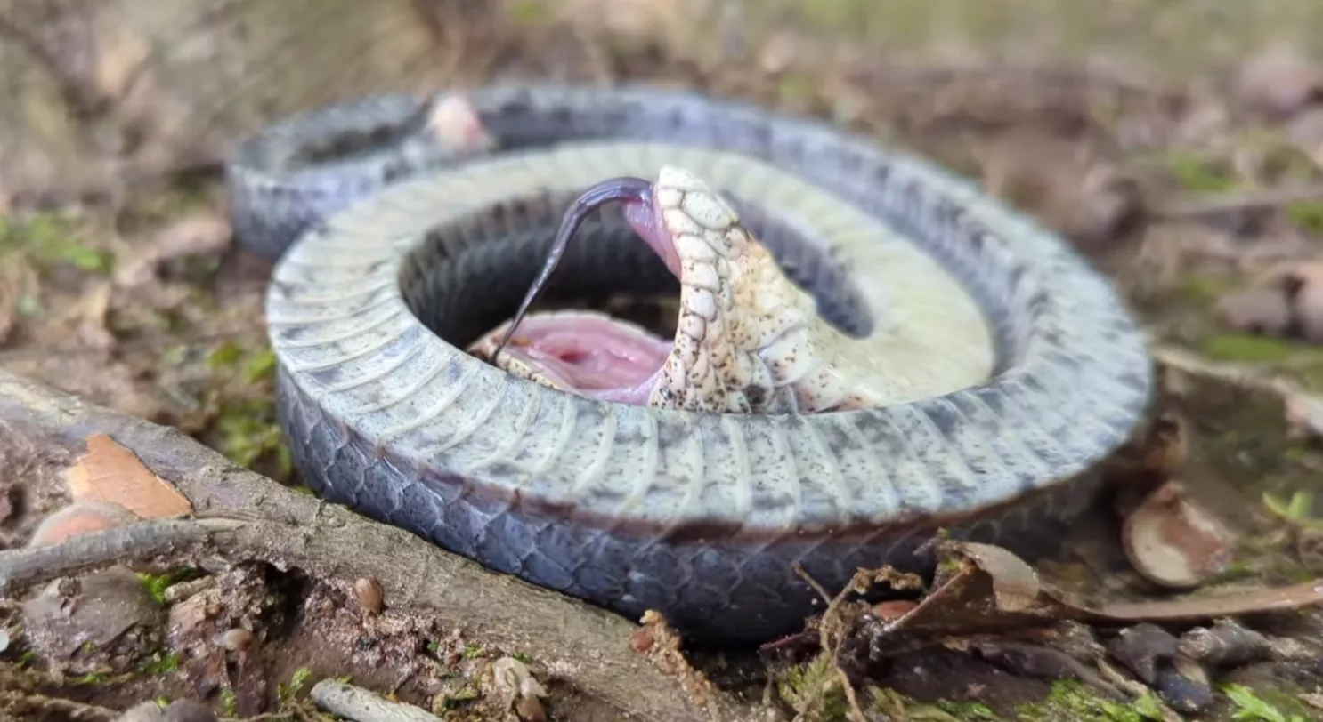 Snake Fearing for Its Life Filmed Playing Dead: 'Impressive Theatrics' - Vimarsana News