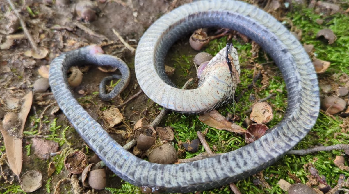 Eastern Hognose Snake Playing Dead 