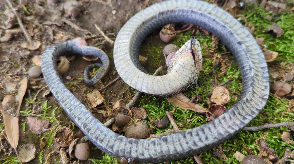 Eastern Hognose or spread adder known as the drama queen of the snake  world. When threatened will play dead, hiss, and/or flatten head like a  cobra Stock Photo