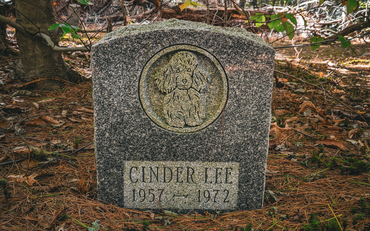 Man's Photos Reveal Abandoned Pet Cemetery in 'Haunted' Massachusetts Woods thumbnail
