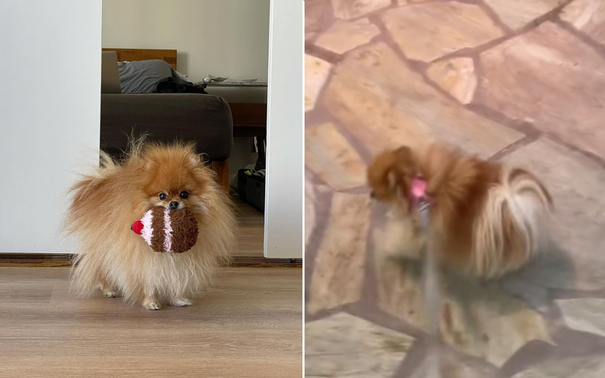 Pomeranian Stuns Internet by Using Education to a New Degree: ‘Considerate’