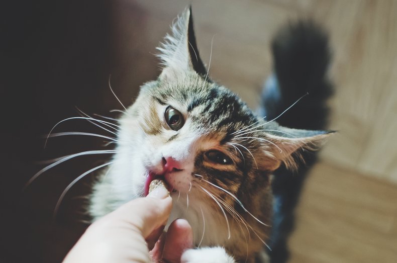 An owner feeding a cat a treat