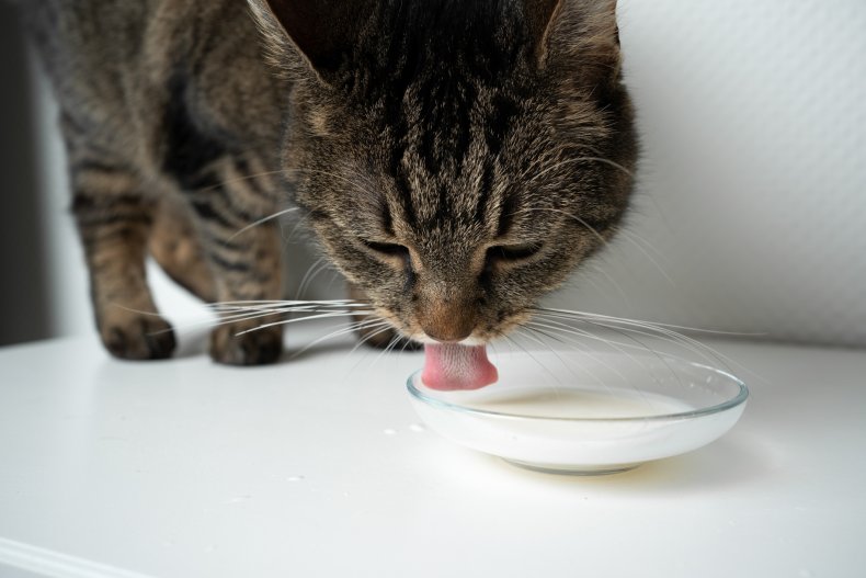 A cat licking cream from a bowl