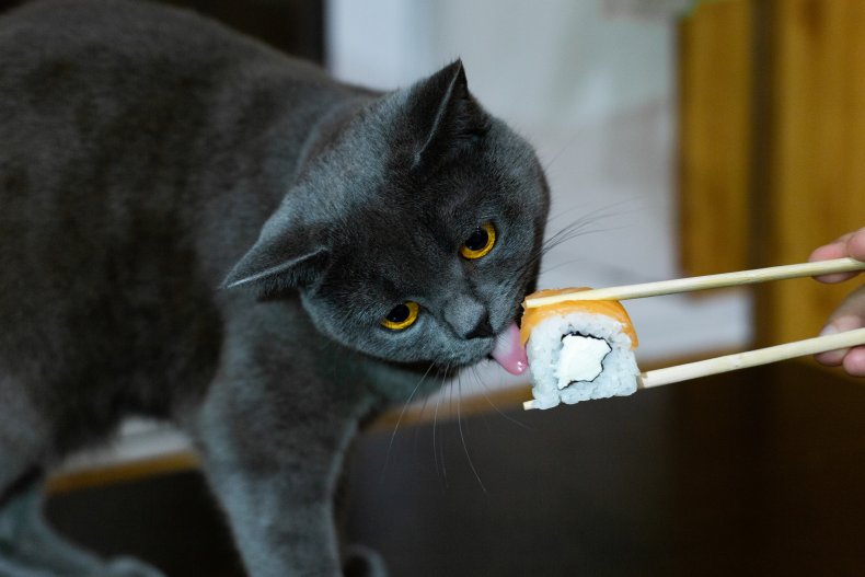 A cat eating sushi from a chopstick