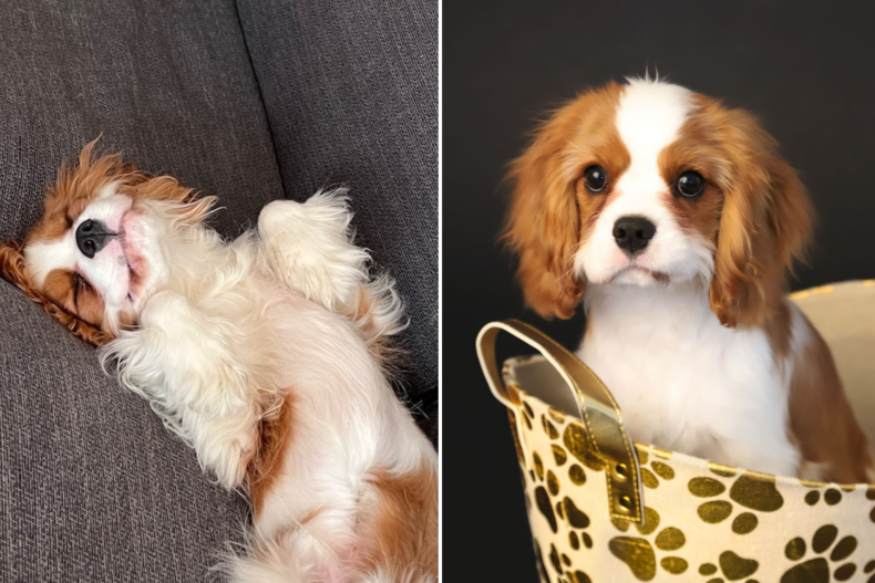 Basil the dog