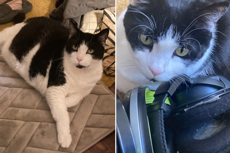 Isabella the cat
