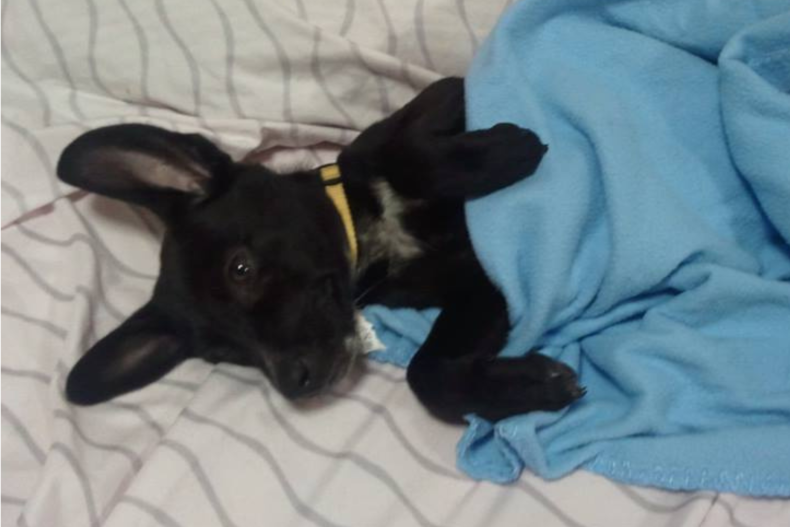 Bella the dog