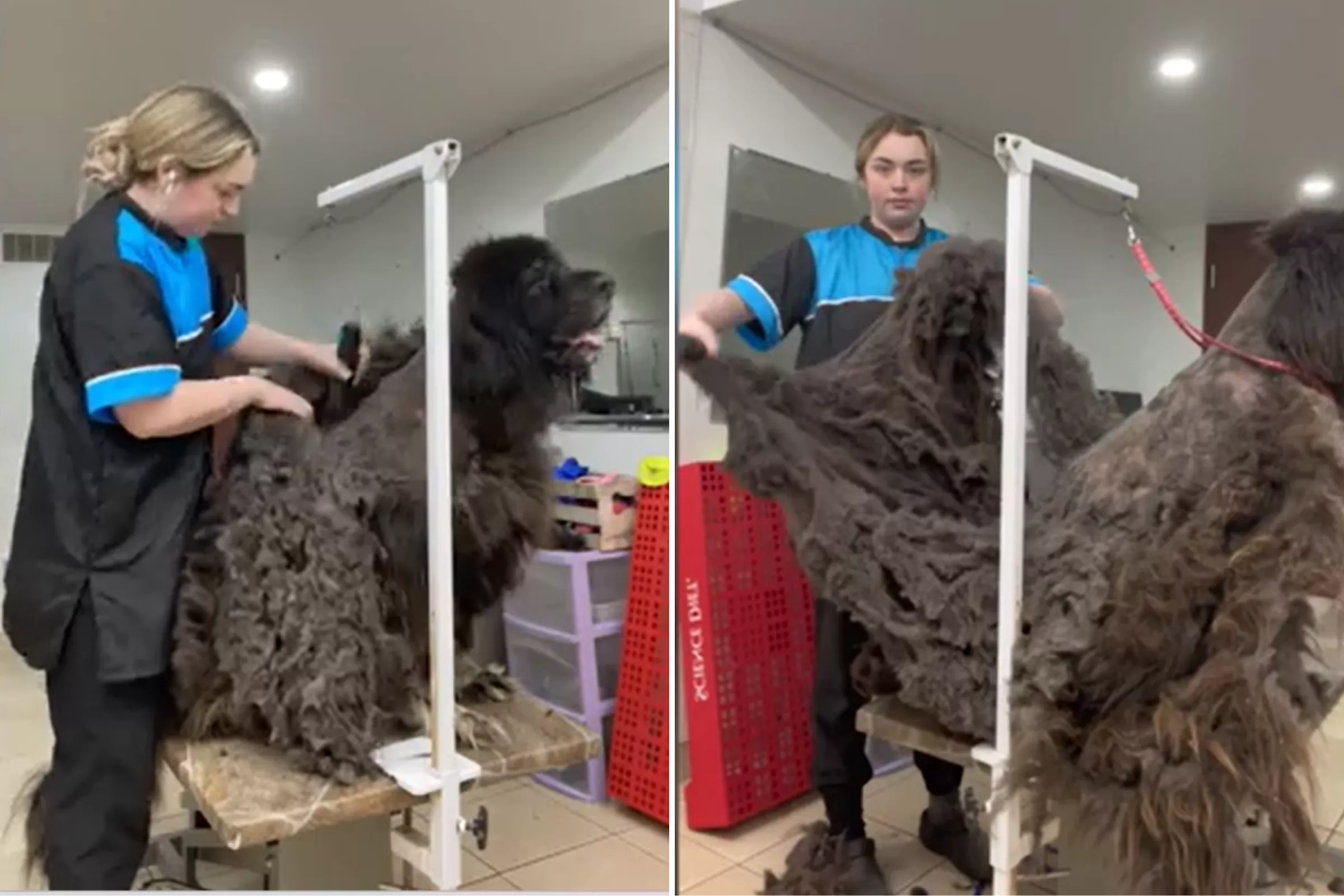 Tibetan Mastiff With 'Severe' Matting Is Unrecognizable After 4-hour Groom - Vimarsana News