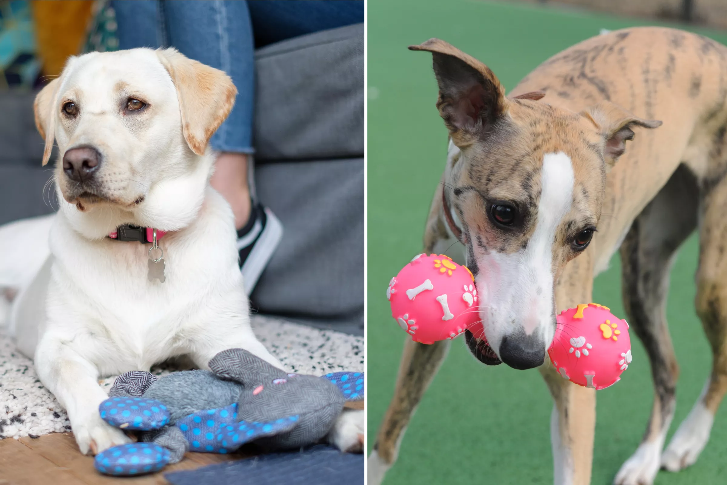 Vet Reveals Which Toys Your Dog Will Love Most—And Why - Vimarsana News
