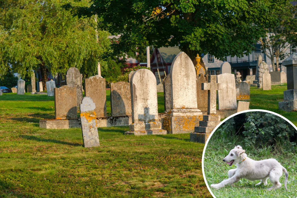 Hearts melt as dog finds grandma's grave