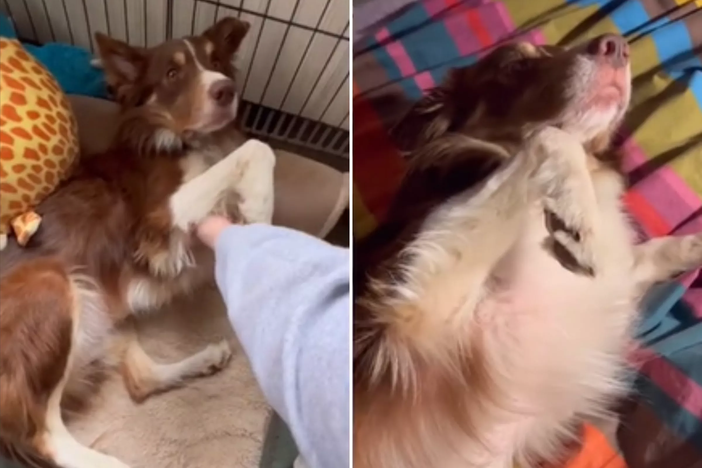 Can You Tell Which of These Dogs Wants Space and Which Wants Strokes? - Vimarsana News