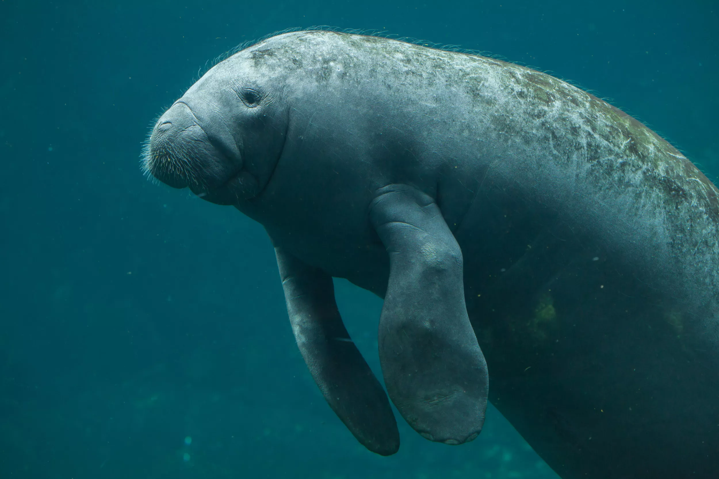 Boats Are Killing Endangered Manatees at an Alarming Rate - Vimarsana News