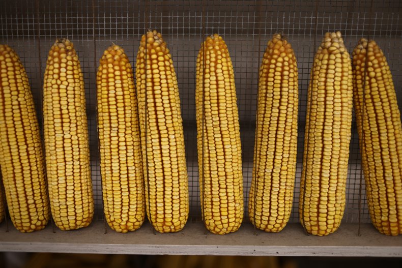 Corn