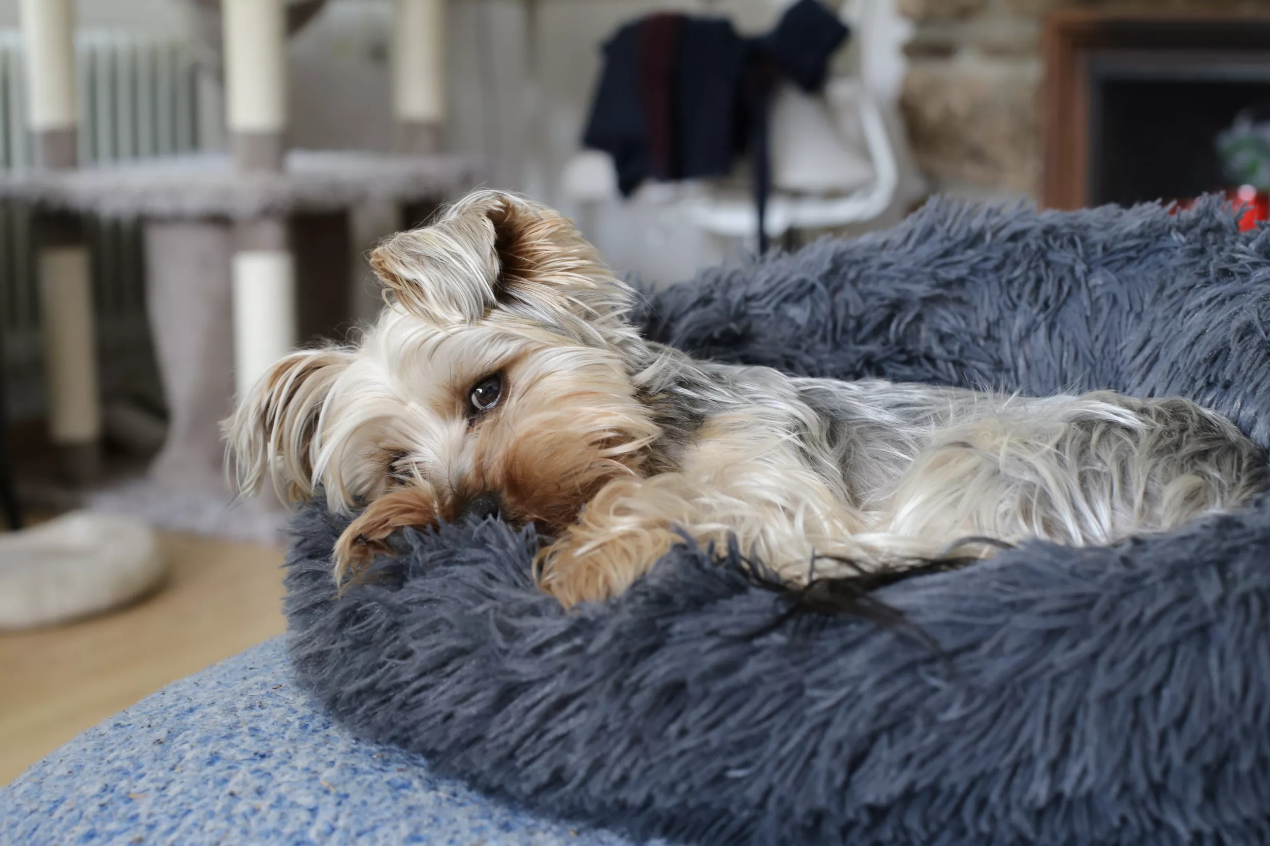 'Lazy' Yorkshire Terrier Demands Owner To Put Him in Bed in Hilarious Video - Vimarsana News